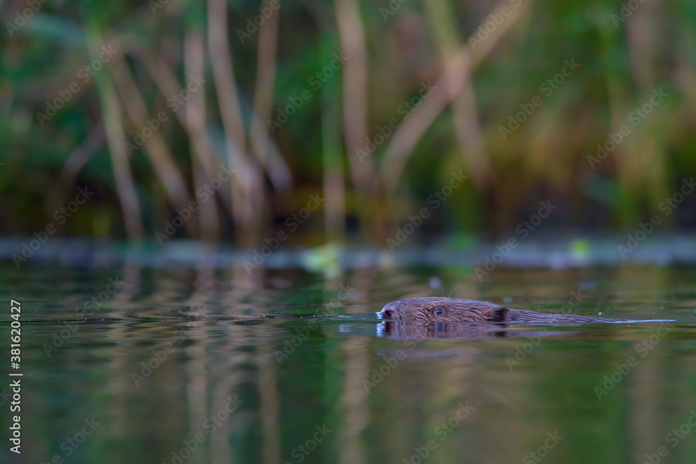 Fototapeta premium Ein Biber schwimmt in der Peene