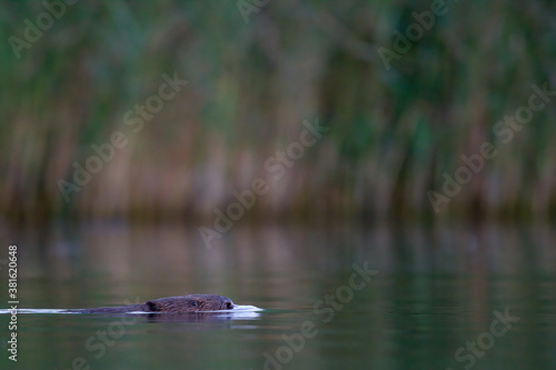 Ein Biber schwimmt in der Peene