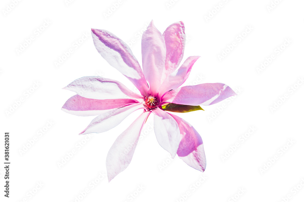 Magnolia flower on a white background. Flower concept, decorating. Magnolia flower on a white background. Flower concept, decorating.