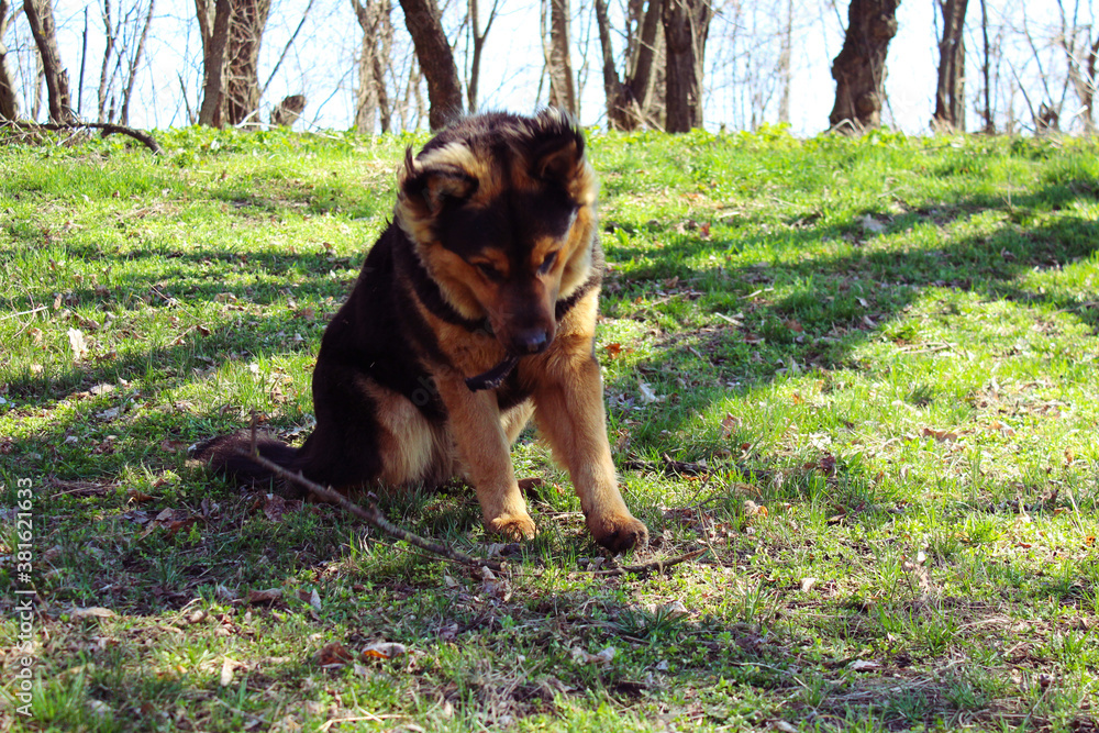 beautiful dog in a clearing in the forest beautiful dog in a clearing in the forest
