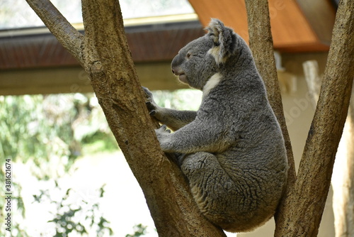 Canvas Print コアラの横顔