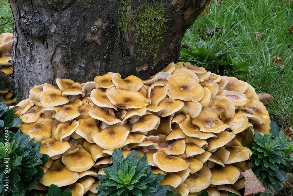 Honey Fungus Mushrooms Honey Fungus Mushrooms
