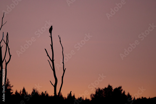 Seeadler sitzt auf einem Ast im Sonnenuntergang