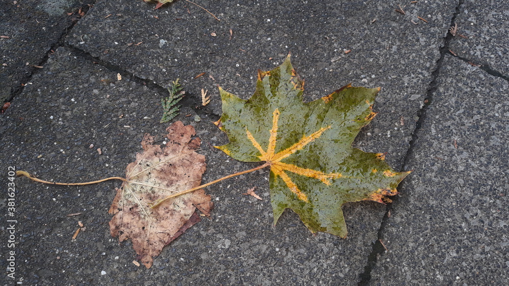 Verwelkte Blätter liegen im Herbstregen auf dem Bürgersteig Verwelkte Blätter liegen im Herbstregen auf dem Bürgersteig