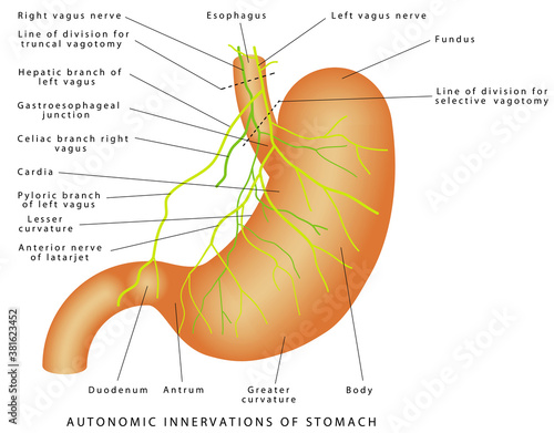 Nerves of stomach. Autonomic Innervations of Stomach. Nerve supply to the stomach. Stomach anatomy of the human internal digestive organ. 