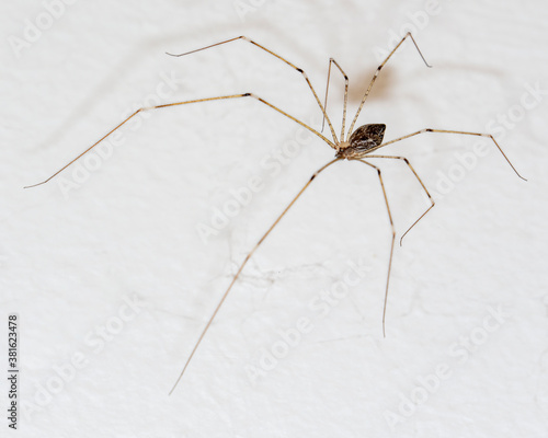 A cellar spider (Pholcidae) in Hua Hin, Thailand. A common and useful resident, a natural pest control device.