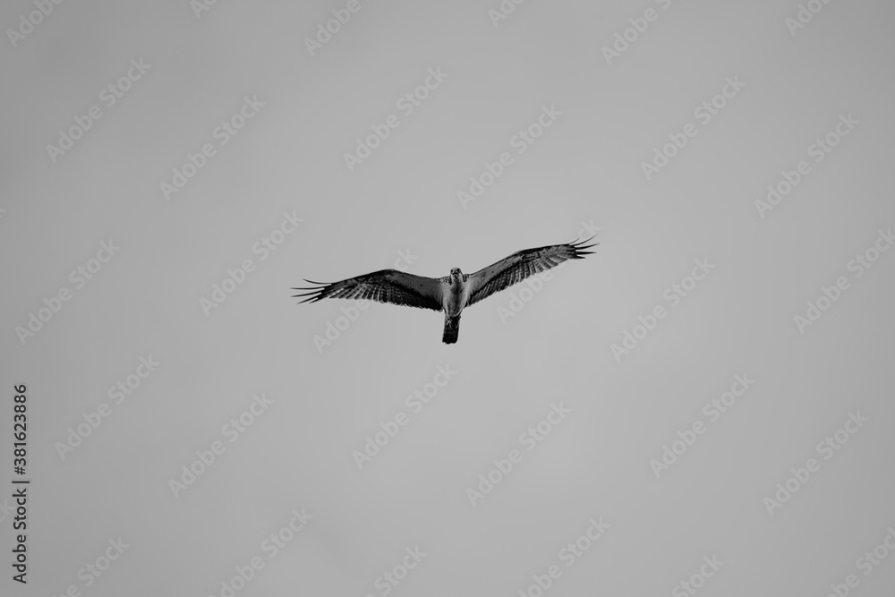 Fischadler im Flug am Himmel Fischadler im Flug am Himmel