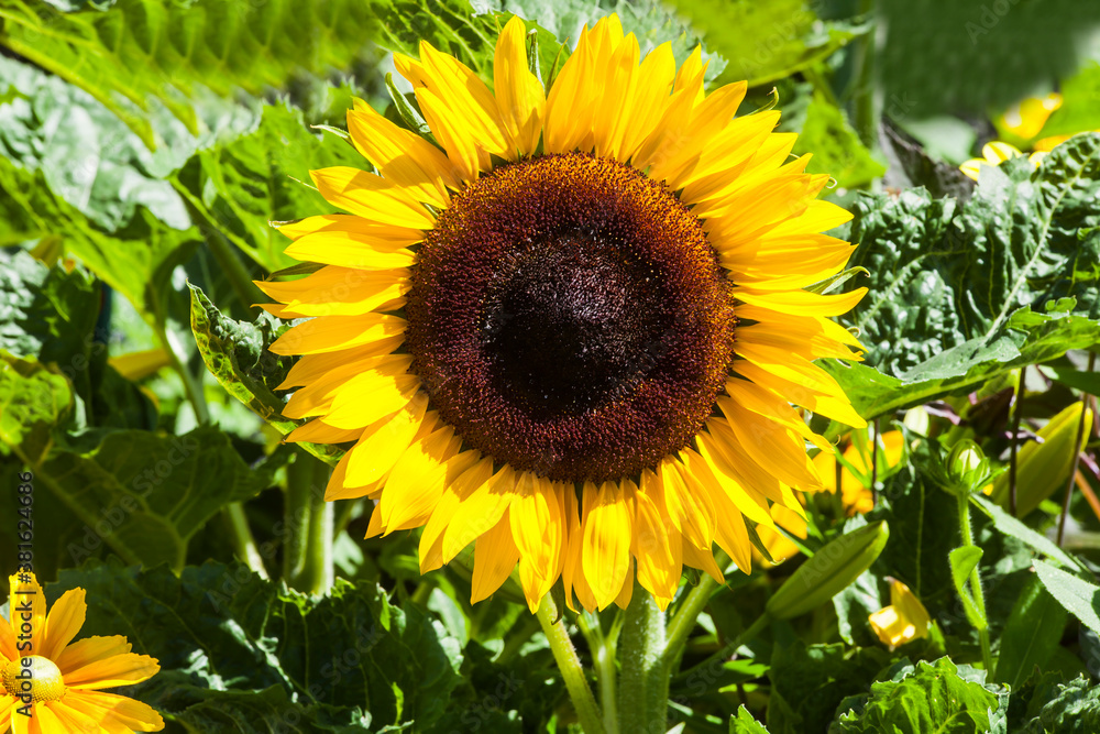 Sunflower, blossom, in a field, Mainau Island, Baden-Württemberg, Germany, Europe Sunflower, blossom, in a field, Mainau Island, Baden-Württemberg, Germany, Europe