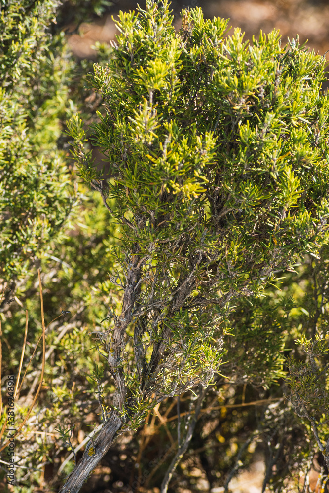 Fototapeta premium organically grown rosemary