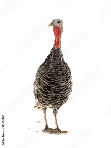  female turkey isolated on white background.