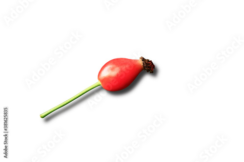 Rosehip isolated on white background. Shadow. Close-up.