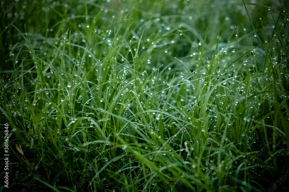 dew on grass