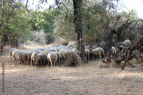 Sheep Herded Mentality