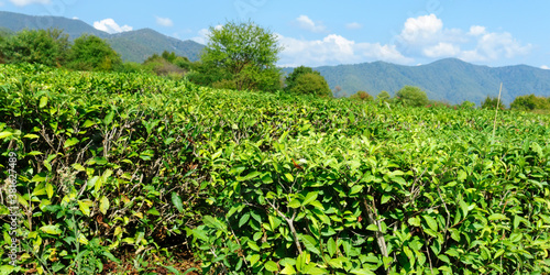 Panoramic view of a mountain tea plantation with blue sky on background