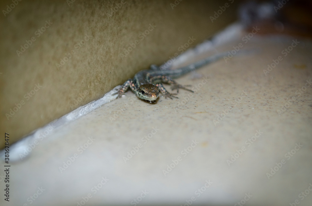 Obraz premium Piccola lucertola appena nata sul pavimento