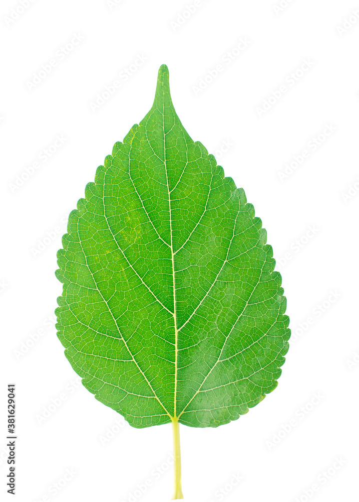 Fresh green mulberry an isolated on white background. Fresh green mulberry an isolated on white background.