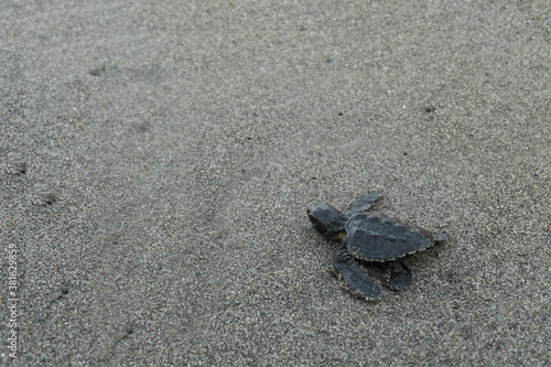 A baby turtle walks into the beach © Ida