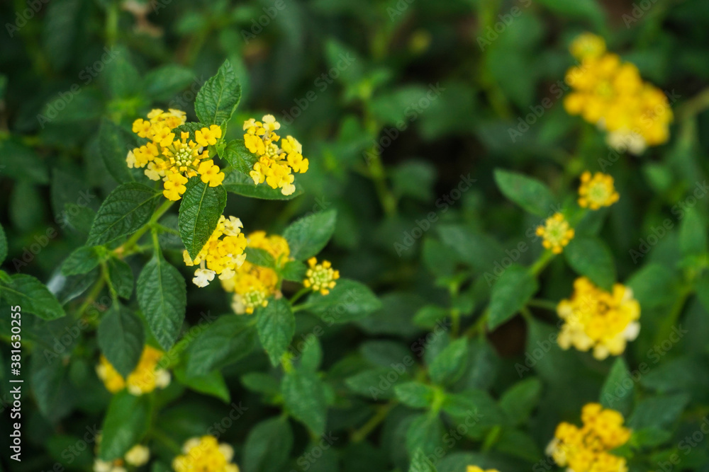 The blur yellow trailing lantana flowers The blur yellow trailing lantana flowers