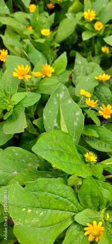 daun hijau di antara bunga kuning photo