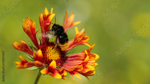 pszczoła zbierająca pyłek bee collecting pollen