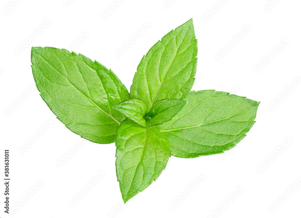 mint isolated on white mint isolated on white