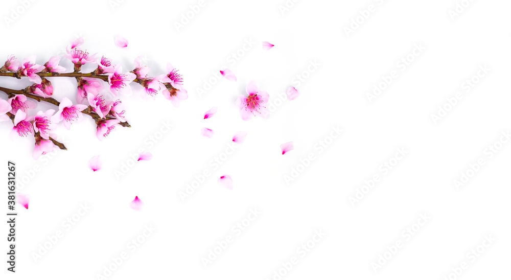 Floral branch with blooming almonds and some petals. Floral branch with blooming almonds and some petals.