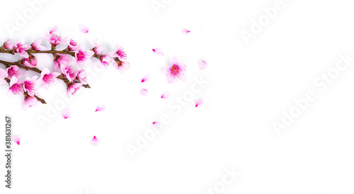 Floral branch with blooming almonds and some petals.