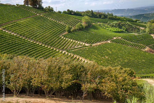 Fototapeta Naklejka Na Ścianę i Meble -  Piedmont, Italy: Vines, hazelnut trees, scattered farms and small villages characterize the landscape 