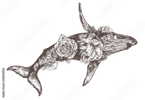 Vector hand drawn double exposure illustration of  humpback whale and flowers. Detailed engraving style, creative, magical and surreal drawing with multiexposure giant animal and roses