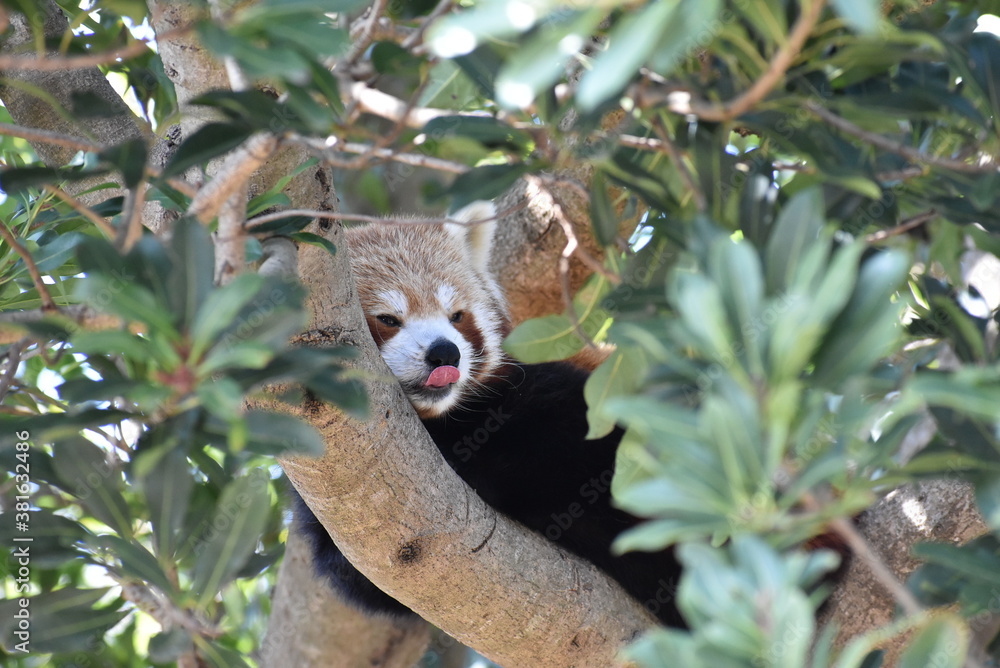 Obraz premium レッサーパンダ