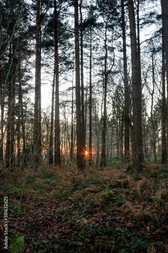 The sun sets on the distant horizon thorugh a forest of trees