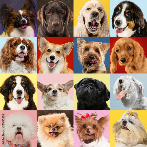 Stylish adorable dogs posing. Cute doggies or pets happy. The different purebred puppies. Creative collage isolated on multicolored studio background. Front view  modern design. Various breeds.