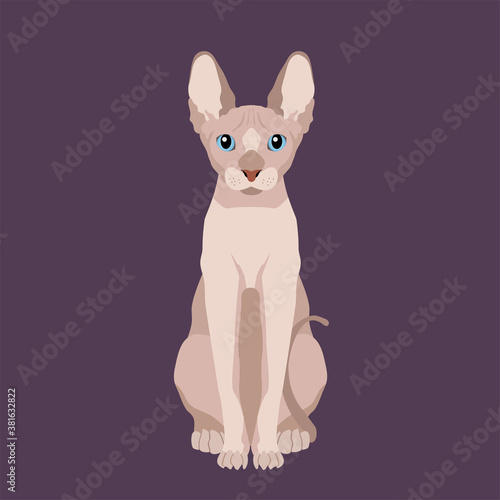 Vector portrait of sitting sphynx hairless cat 