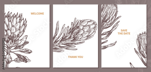 Minimalistic trendy cards in monochrome hand drawn style with king and queen protea with empty place for message. Sketch design for poster or print with vector botanical illustration for wedding