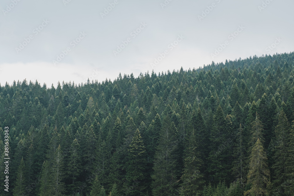 Fototapeta premium Misty landscape in pine forest trees
