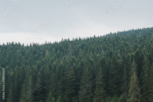 Misty landscape in pine forest trees