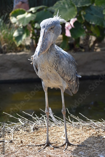 ハシビロコウ