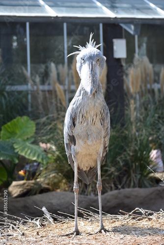 ハシビロコウ