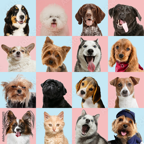 Stylish adorable dogs and cats posing. Cute pets happy. The different purebred puppies and cats. Art collage isolated on multicolored studio background. Front view, modern design. Various breeds.