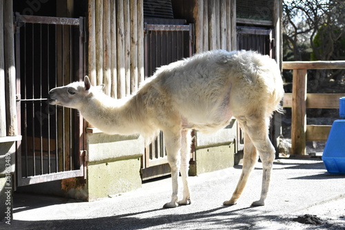 白いラマ