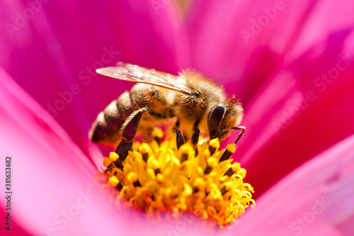 Biene sammelt Nektar