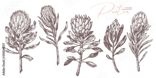 Set of king and queen tropical protea. Vector hand drawn sketch botanical illustration. Bundle of exotic african flower