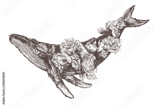 Vector hand drawn double exposure illustration of  humpback whale and roses flowers. Sketch detailed engraving style, creative, magical and surreal idea for tattoo or print