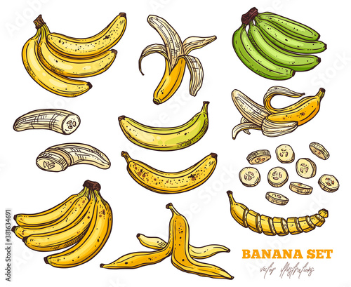 Vector sketch bananas various set. Bunches of fruit, half peeled, open and cut banana. Hand drawn colorful outline illustration
