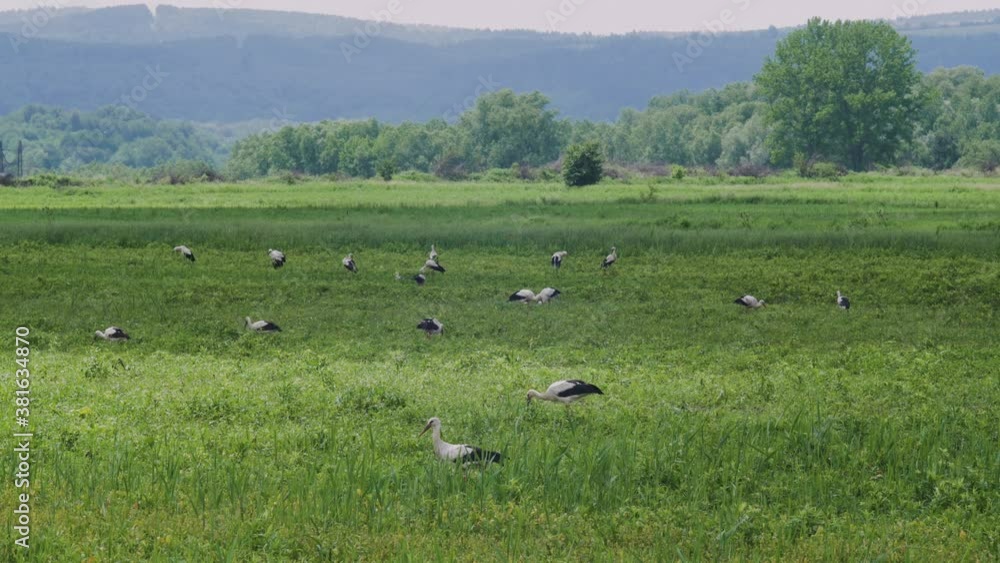 Group of white stork on field in countryside. Flock of storks feeding in a field Group of white stork on field in countryside. Flock of storks feeding in a field
