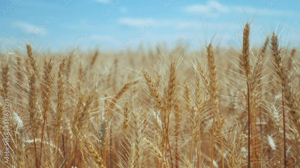 wheat field with ears of corn and a grains background. concept agriculture harvesting eco farming. lifestyle golden farmland beautiful ears of wheat close-up wheat field with ears of corn and a grains background. concept agriculture harvesting eco farming. lifestyle golden farmland beautiful ears of wheat close-up