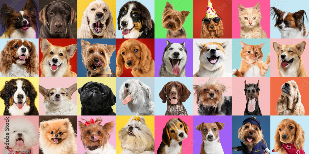 Stylish adorable dogs and cats posing. Cute pets happy. The different purebred puppies and cats. Art collage isolated on multicolored studio background. Front view, modern design. Vatious breeds. - obrazy, fototapety, plakaty 