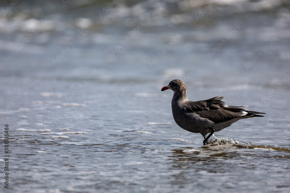 Seagulls in ocean Seagulls in ocean
