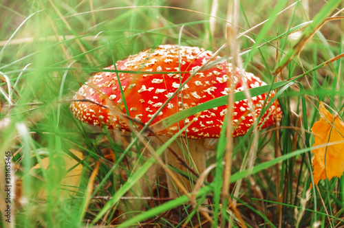 Amanita poisonous mushroom in nature (in the forest) in green grass. Close-up photo