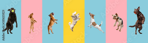 Canvas Print Young dogs jumping, playing, flying